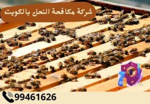 شركة مكافحة النحل بالكويت