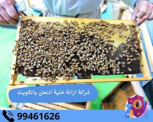 شركة ازالة خلية النحل بالكويت