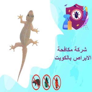 مكافحة الابراص بالكويت