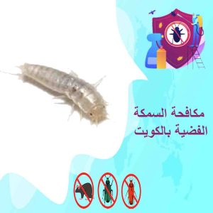 مكافحة السمكة الفضية بالكويت