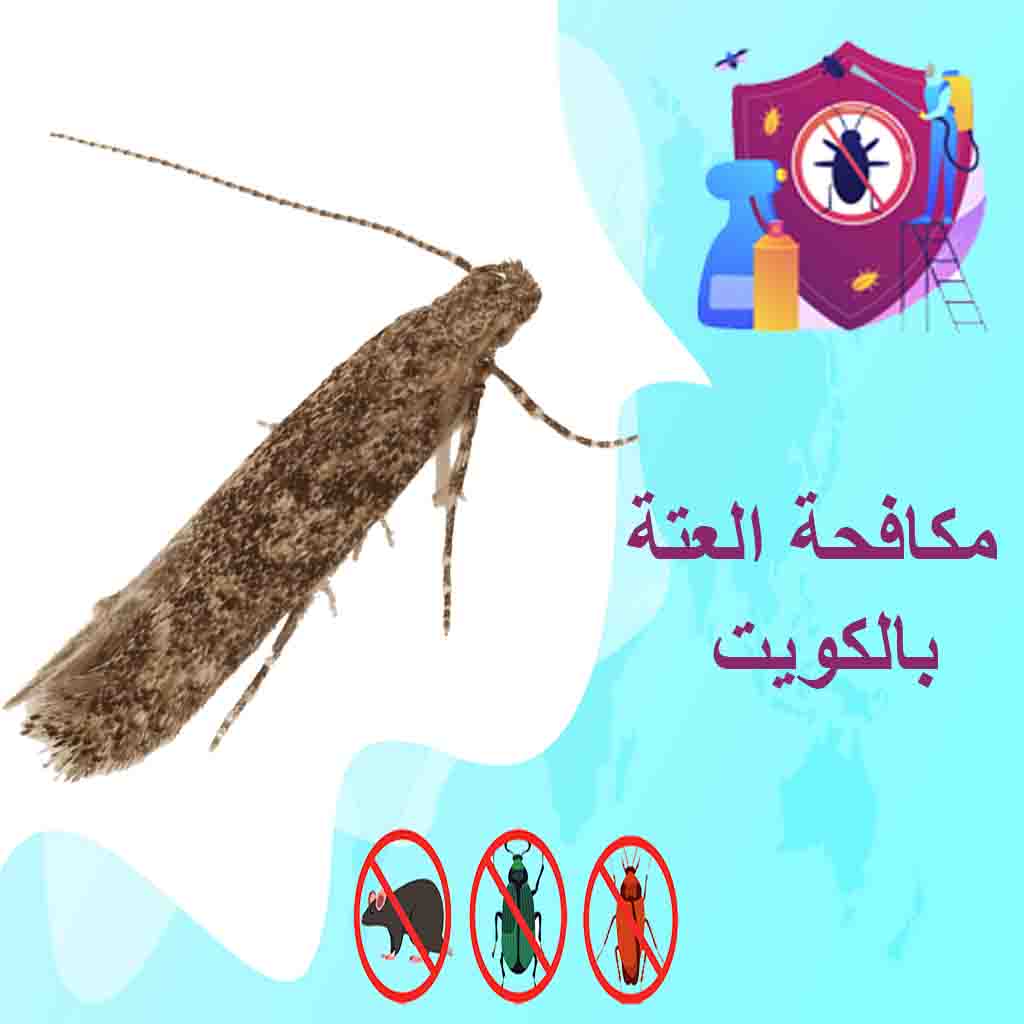 مكافحة العتة بالكويت