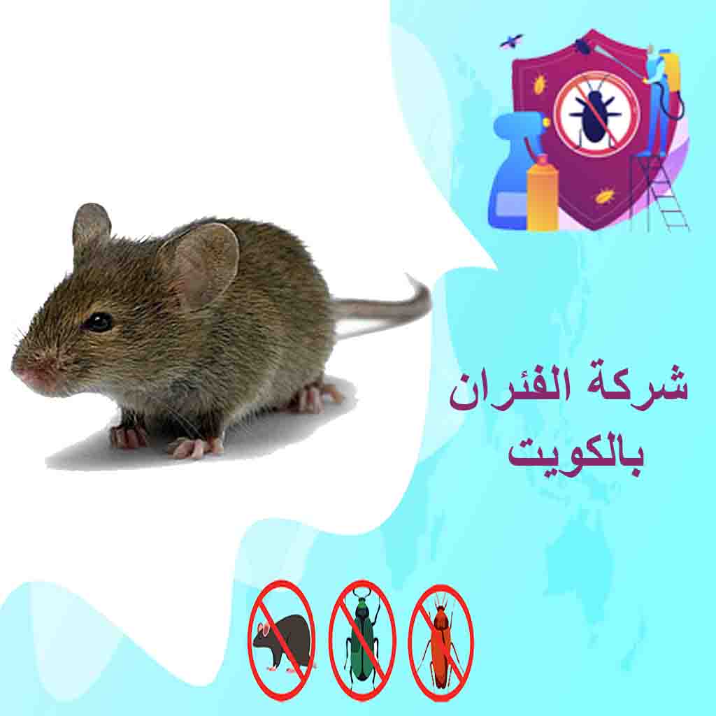 مكافحة القوارض بالكويت