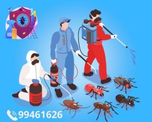 شركة مكافحة الحشرات والقوارض بالكويت