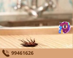 مكافحة حشرات الحمامات بالكويت