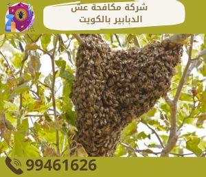 شركة مكافحة عش الدبابير بالكويت