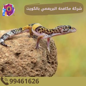 شركة مكافحة البريعصي بالكويت