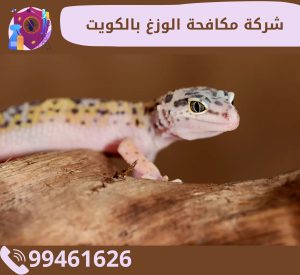 شركة مكافحة الوزغ بالكويت
