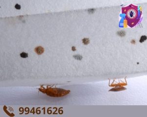 شركة مكافحه حشرات بالكويت