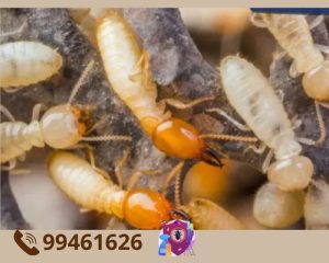 مكافحه حشرات مدينة الكويت