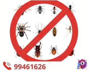 شركة مكافحه حشرات بالكويت