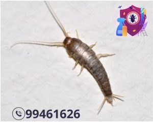 شركة مكافحة السمكة الفضية