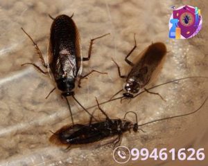 شركة مكافحة الصراصير بالكويت