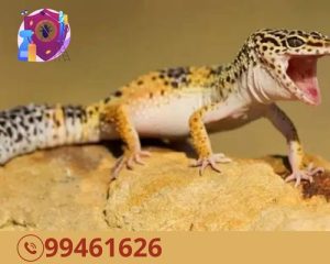 شركة مكافحة الوزغ بالكويت