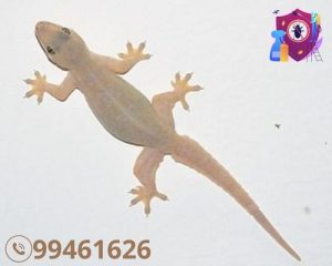 شركة مكافحة البريعصي بالكويت