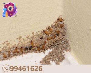 شركة مكافحة النمل الابيض بالكويت