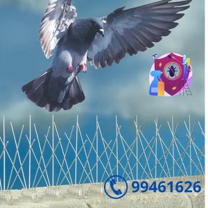 مكافحه الحمام بالكويت