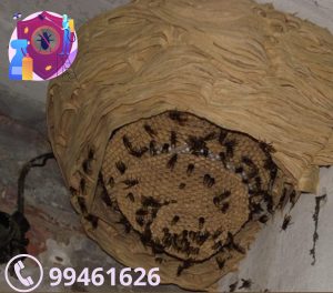 شركة مكافحة الدبابير بالكويت