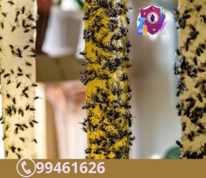 شركة مكافحة الذباب بالكويت
