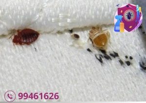 شركة مكافحة البق بالكويت