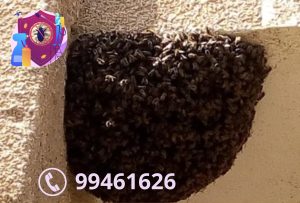 شركة مكافحة النحل بالكويت