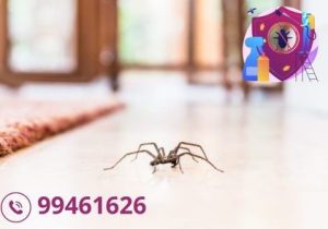 شركة مكافحة العناكب بالكويت