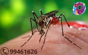 شركة مكافحة الباعوض بالكويت