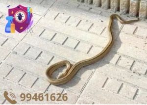 شركة مكافحة الثعابين بالكويت