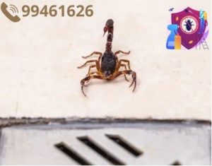 شركة مكافحة العقارب بالكويت