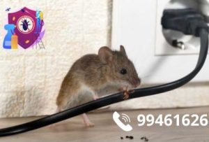 شركة مكافحة الفئران بالكويت