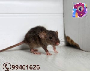 شركة مكافحة القوارض بالكويت