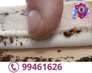 شركة مكافحة بق الفراش بالكويت