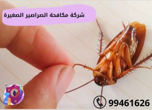 شركة مكافحة الصراصير الصغيرة