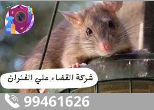 شركة القضاء علي الفئران بالكويت