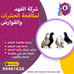 شركة مكافحة الحمام بالكويت