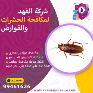 القضاء علي صراصير المجاري