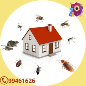 نصائح شركة مكافحه الحشرات بالكويت