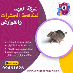 شركة مكافحة قوارض بنيد القار