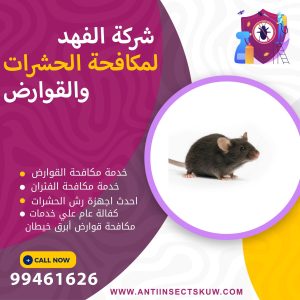 شركة مكافحة قوارض أبرق خيطان
