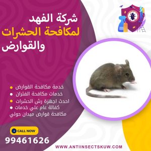 شركة مكافحة قوارض ميدان حولي