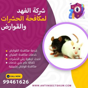 شركة مكافحة قوارض إشبيلية