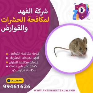 شركة مكافحة قوارض كبد
