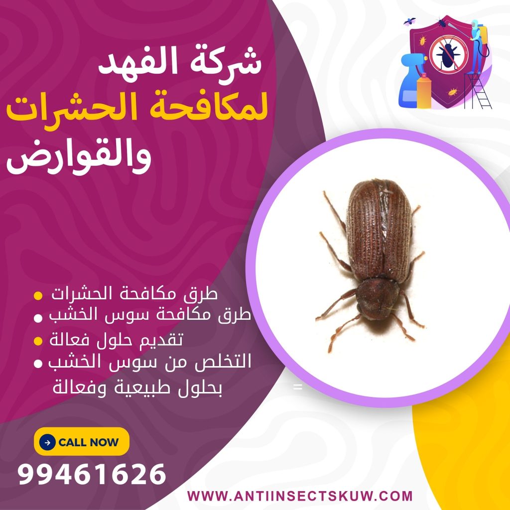 كيفية علاج سوس الخشب
