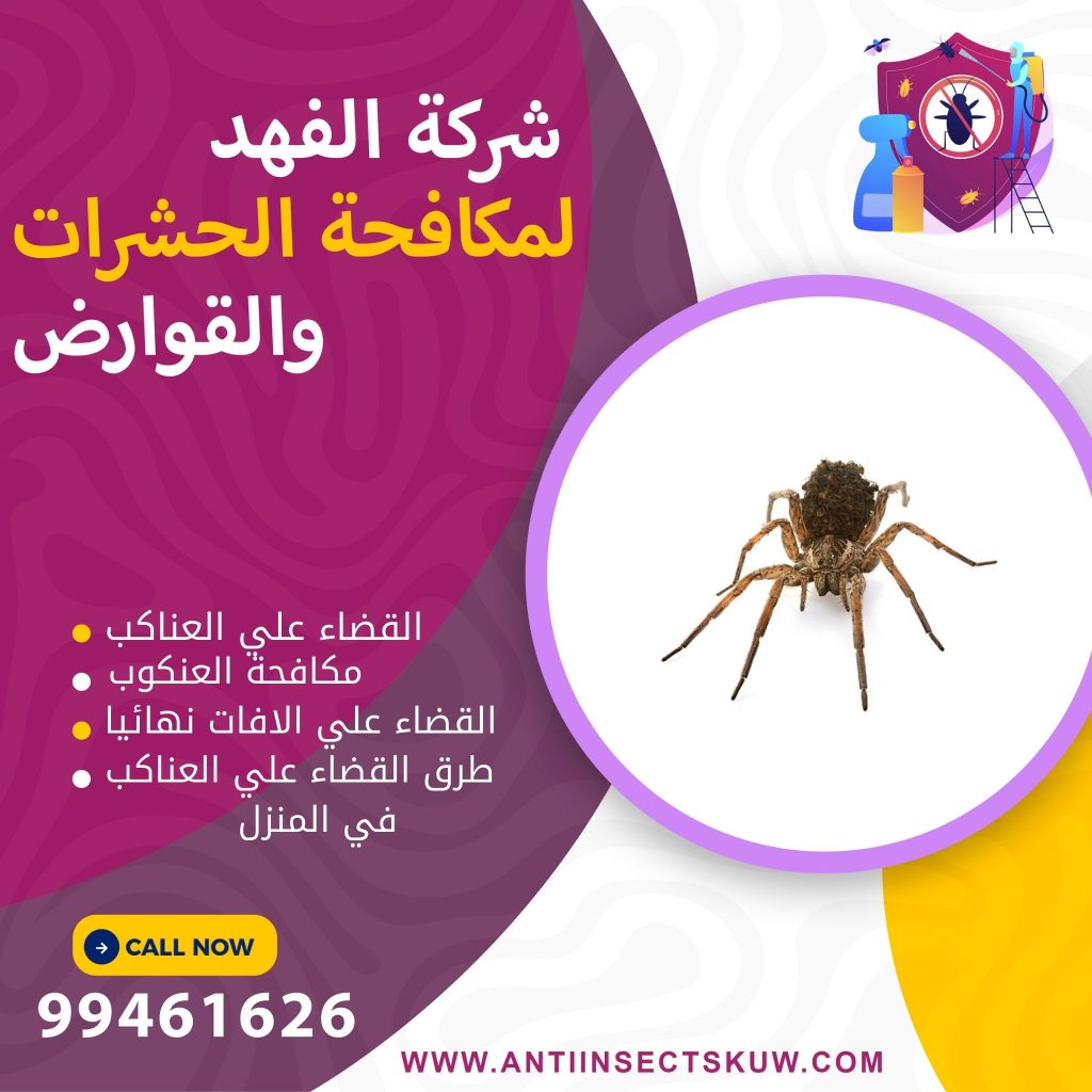 القضاء علي العناكب في المنزل