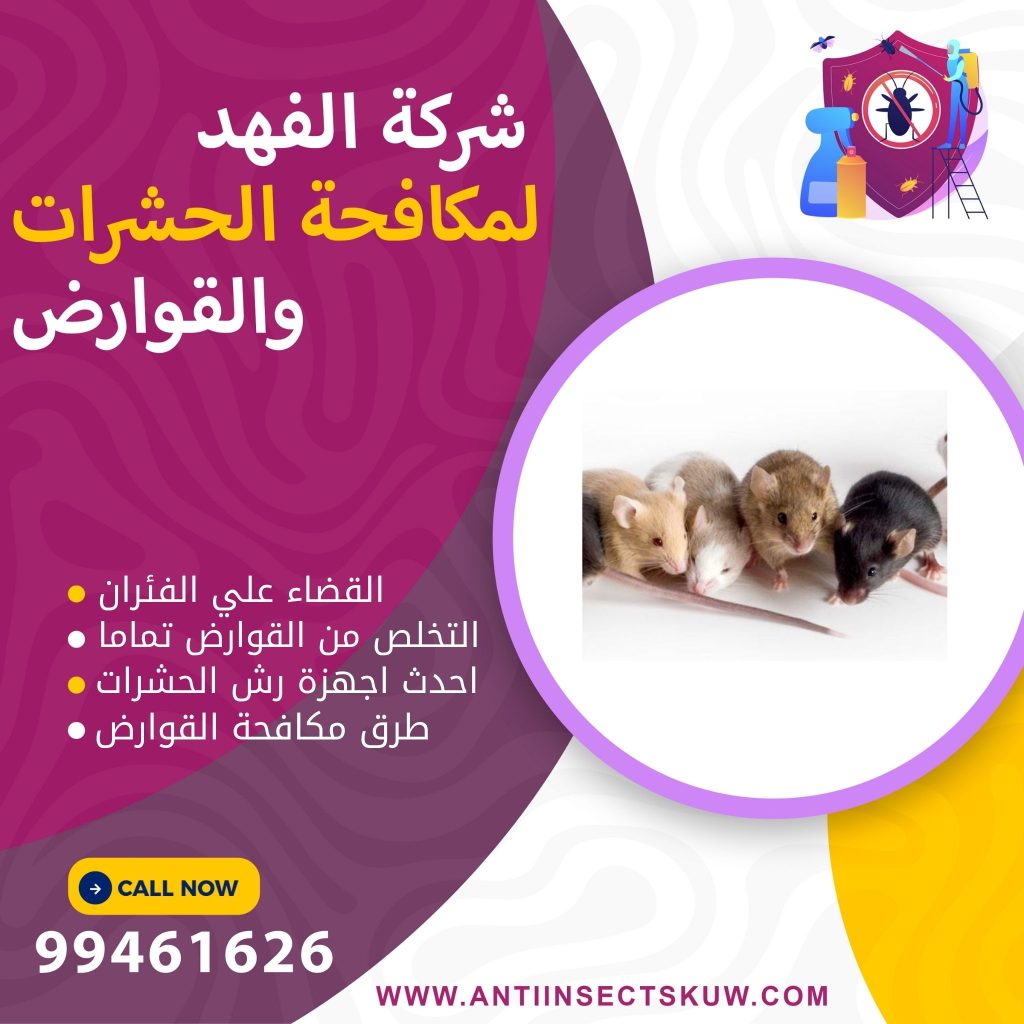 القضاء علي الفئران في مواسير الصرف
