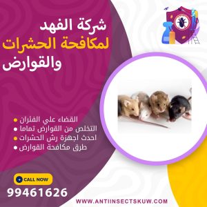 القضاء علي الفئران في مواسير الصرف