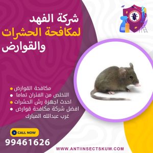 شركة مكافحة قوارض غرب عبدالله المبارك