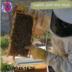 شركة ازالة النحل بالكويت