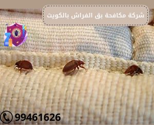 شركة مكافحة بق الفراش بالكويت