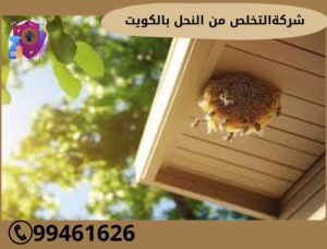 شركة التخلص من النحل بالكويت